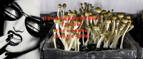 PSILOCYBIN Богородицк